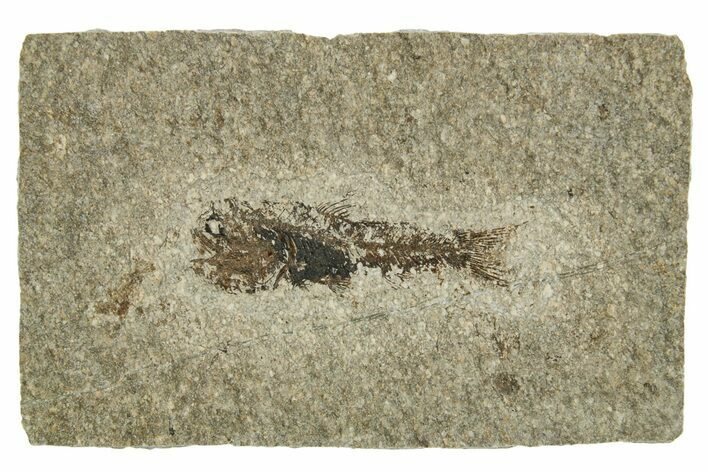 Oligocene Fossil Lanternfish (Eomyctophum) - Poland #374297